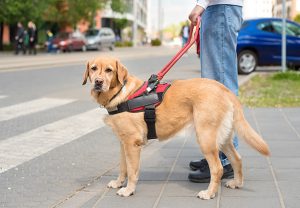 You are also helping to protect individuals who rely on service animals to perform essential, life-saving tasks. 