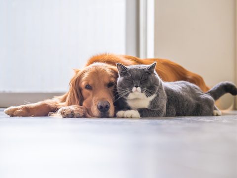 Labor Law Helpline: Pet Bereavement