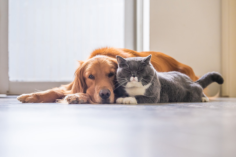 Labor Law Helpline: Pet Bereavement